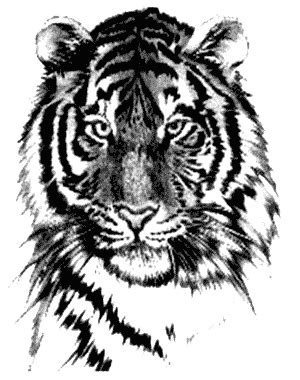 Tiger Tattoos PNG Image PNG All