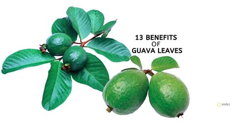 Guava leaves benefits also very important for liver. Benefits Of Guava Leaves For Health And Beauty