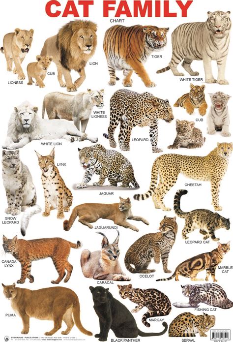 Types Of Wild Cats