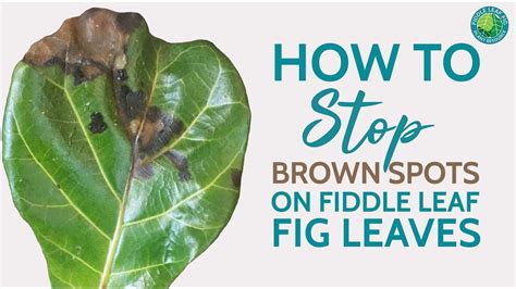 How To Treat Brown Spots On Fiddle Leaf Fig Leaves And Save Your Plant