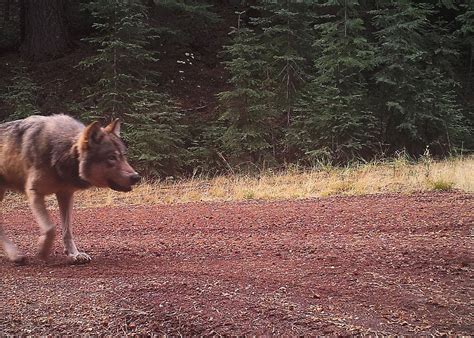Biologists Hope To Capture Re Collar Wandering Wolf Or 7 Kval