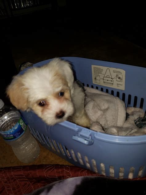 We have been breeding top quality teacup shih tzu puppies for the over 10 years. Shih Tzu Puppies For Sale | Milwaukee, WI #337027