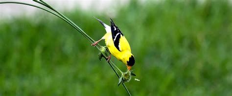 American Goldfinch Backyard Birds Wild About Birds