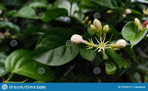 Close Up Of Jasmine Flowers In A Garden White Flower Bunga Melati