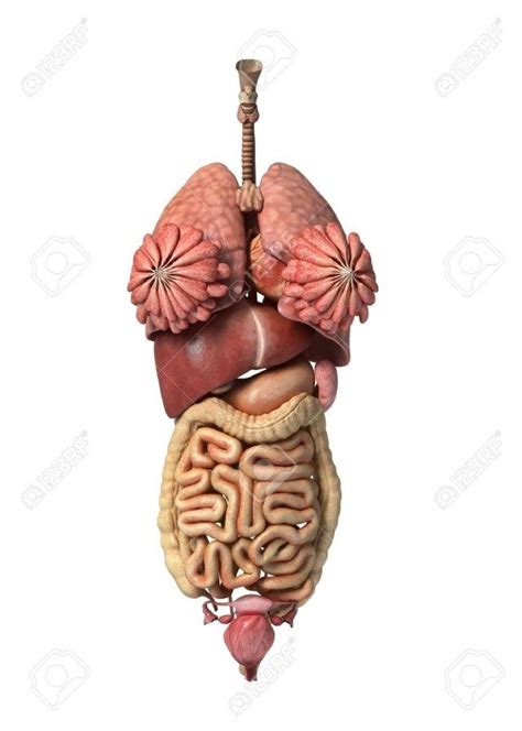 Human body hormones vector illustration diagram, human organ collection. Female Organs Pictures - koibana.info | Human body anatomy ...