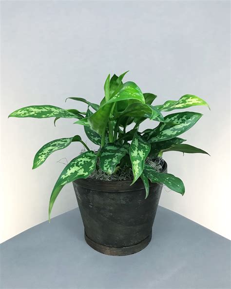 how to care chinese evergreen grow and care of chinese evergreen plant indoor 6 tips cut