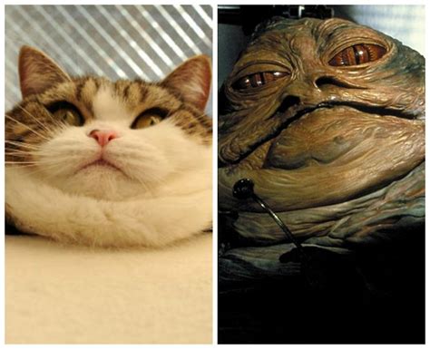 25 Cats That Look Like Other Things Catlov