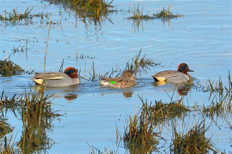 Green Winged Teal Anas Crecca Carolinensis Male And Female Flickr