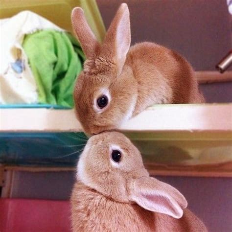 Cute Bunnies Cute Animals Kissing Animals And Pets Funny Animals