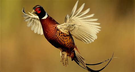 10 Reasons Why South Dakota Has The Best Pheasant Hunting