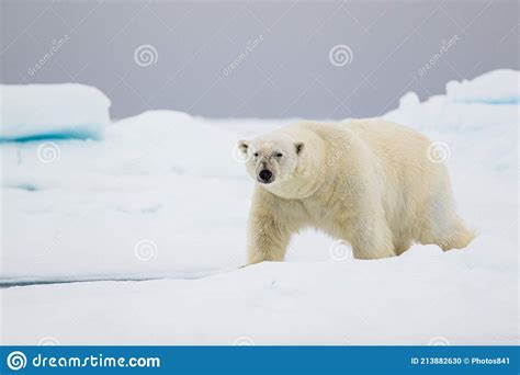 Polar Bear Approaching Through Arctic Ice Stock Photo Image Of
