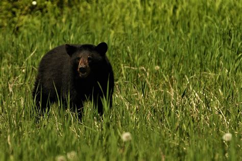 Spring Black Bear Hunting Season Opens April 15