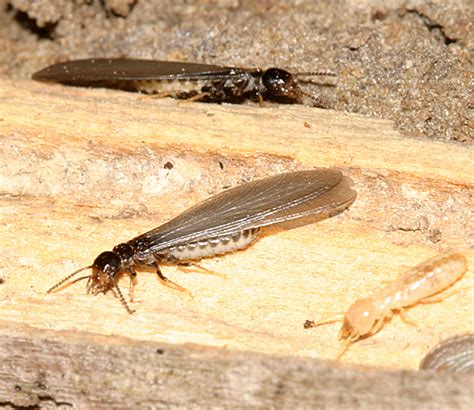 Winged Termites Bugguidenet