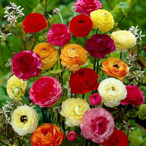 Ranunculus Mix Bulbs Lovely Blooms Now Shipping Etsy