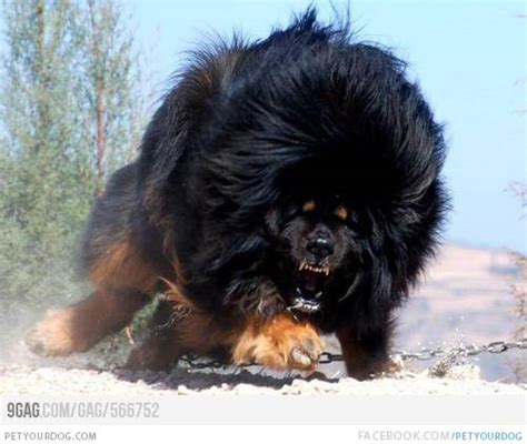 Tibetan Mastiff Dog Pictures And Videos Funny Cute