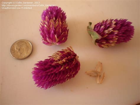 Plantfiles Pictures Globe Amaranth Gomphrena Buddy Purple