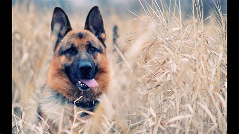 Top 10 German Shepherd Like Dog Breeds Youtube