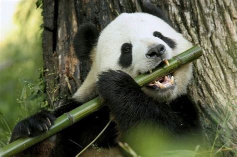 Osito Panda Comiendo Bambu Giant Panda Panda Panda Facts