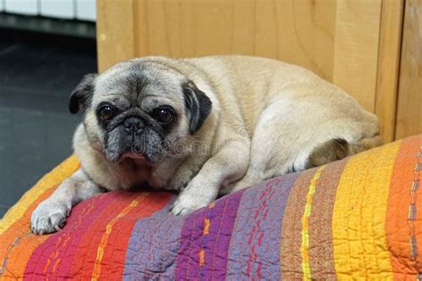 Fat Pug Dog Stock Photo Image Of Begging Companion 33268468