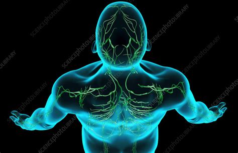 The Lymph Supply Of The Head And Shoulder Stock Image F0018061