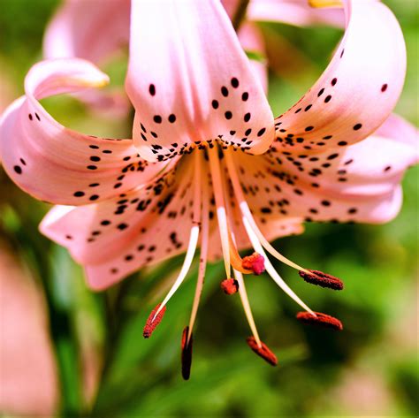 lovely pink tiger lily bulbs for sale online pink flavour easy to grow bulbs
