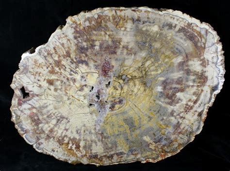 Made of one slab of petrified wood with beautiful natural flowing grain. 14.5" Triassic Petrified Wood Slab - Chinle Formation ...