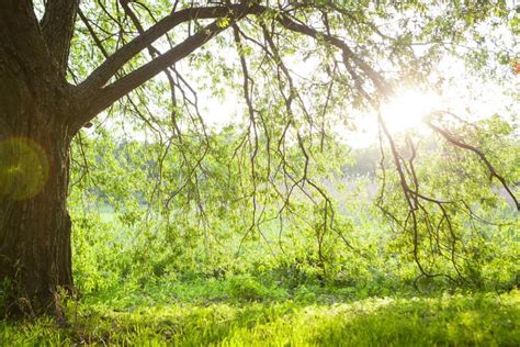 630 Spring Meadow Big Tree Fresh Green Leaves Stock Photos Free