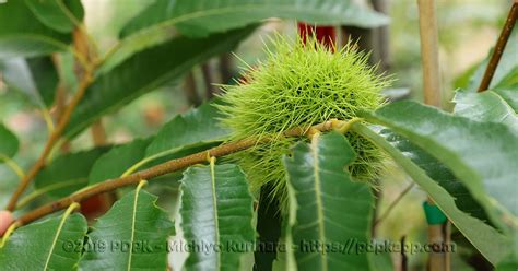 Check spelling or type a new query. Qual è la differenza tra castagne e marroni? | Euro Plants ...