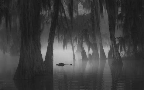 Alligator Swamp Photograph By Aidong Ning Fine Art America