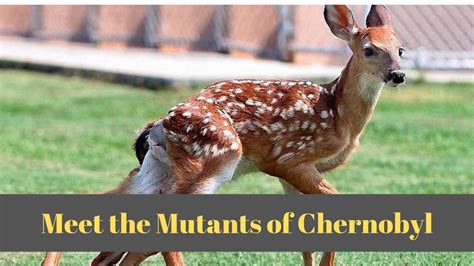 Animals Of Chernobyl Meet The Mutants Youtube