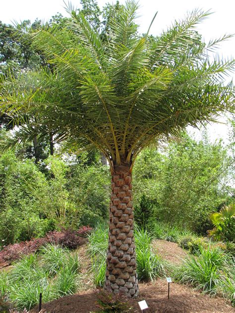 They have enough space to hold your card, cash, and phone too, plus you can carry it on the wrist and be palms free. Indian Silver Date Palm Tree (phoenix sylvestris) - Urban ...