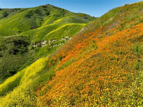 Best Flower Blooms In California Best Flower Site