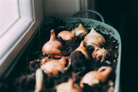 How to grow onions in containers [step-by-step]