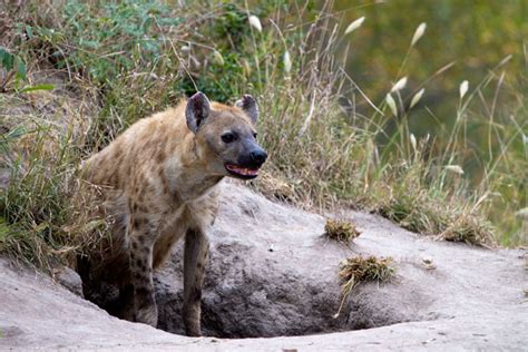 The Good Mothers Of The Hyenas Hyaenidae