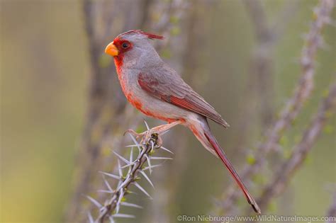 Pyrrhuloxia Photos By Ron Niebrugge