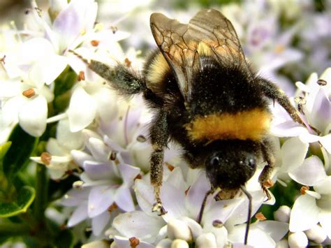 They occur over much of the world but are most common in temperate climates. Bumble Bee Facts and Latest Photographs | The Wildlife