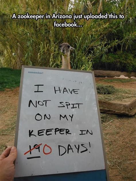 Dump A Day Funny Pictures Of The Day 91 Pics Alpacas Funny Animal