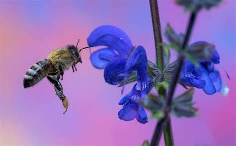 Похудеть на шалфее 580+ Flor De Salvia Fotografías de stock, fotos e imágenes libres de 580+ Flor De Salvia Fotografías de stock, fotos e imágenes libres de Похудеть на шалфее