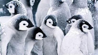 Penguin Penguins Backgrounds Screensavers Desktop Wallpapers