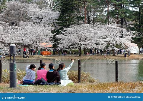 les adolescentes prennent des selfies et profitent du magnifique paysage de cerisiers en fleurs