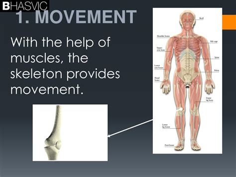 Ppt The Musculoskeletal System The Skeletal System Bones Powerpoint
