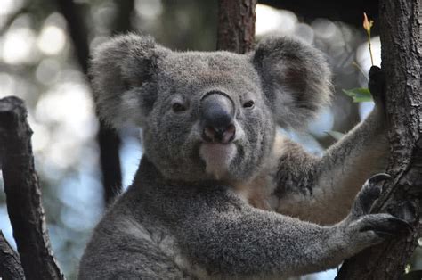Top 9 Amazing Australian Animals - The Mysterious World