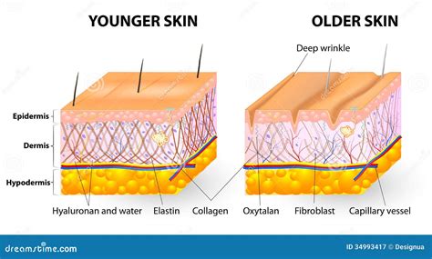 Skin Aging Vector Illustration 78505804