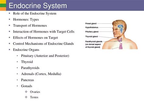 Ppt Endocrine System Powerpoint Presentation Free Download Id2767135