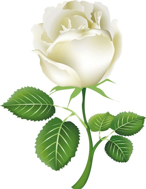 White Rose Png Background Png Mart