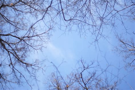 Fotos Gratis árbol Rama Invierno Nube Planta Cielo Luz De Sol