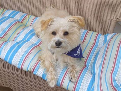 However, like all puppies, there is no behavioral problem that cannot be solved with regular obedience training. YORKIE POO FOR SALE ADOPTION from Westerly Rhode Island Providence @ Adpost.com Classifieds ...