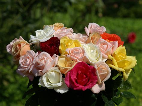 Bouqet Flowers 24 Inspirational Most Beautiful Rose Bouquet