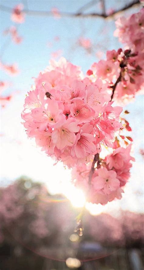 Check spelling or type a new query. Fondos de pantalla claros de flores Asgjlh colorido pastel ...