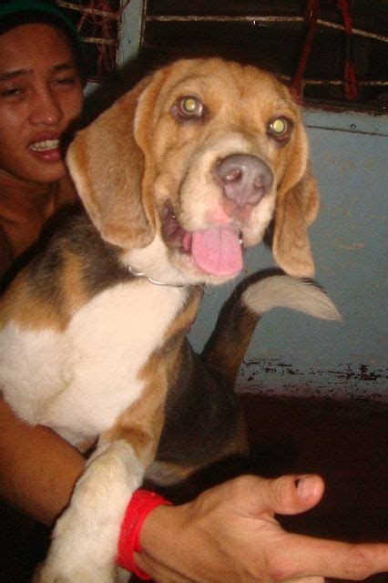 We did not find results for: Beagle For Sale in Philippines (15) | Petzlover